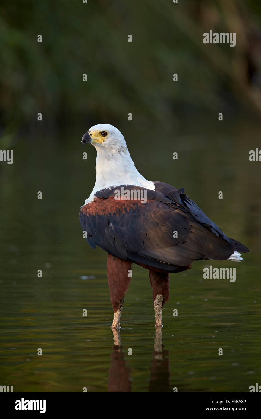 Afrikanische Fischadler (Haliaeetus Vocifer), Krüger Nationalpark, Südafrika, Afrika Stockfoto