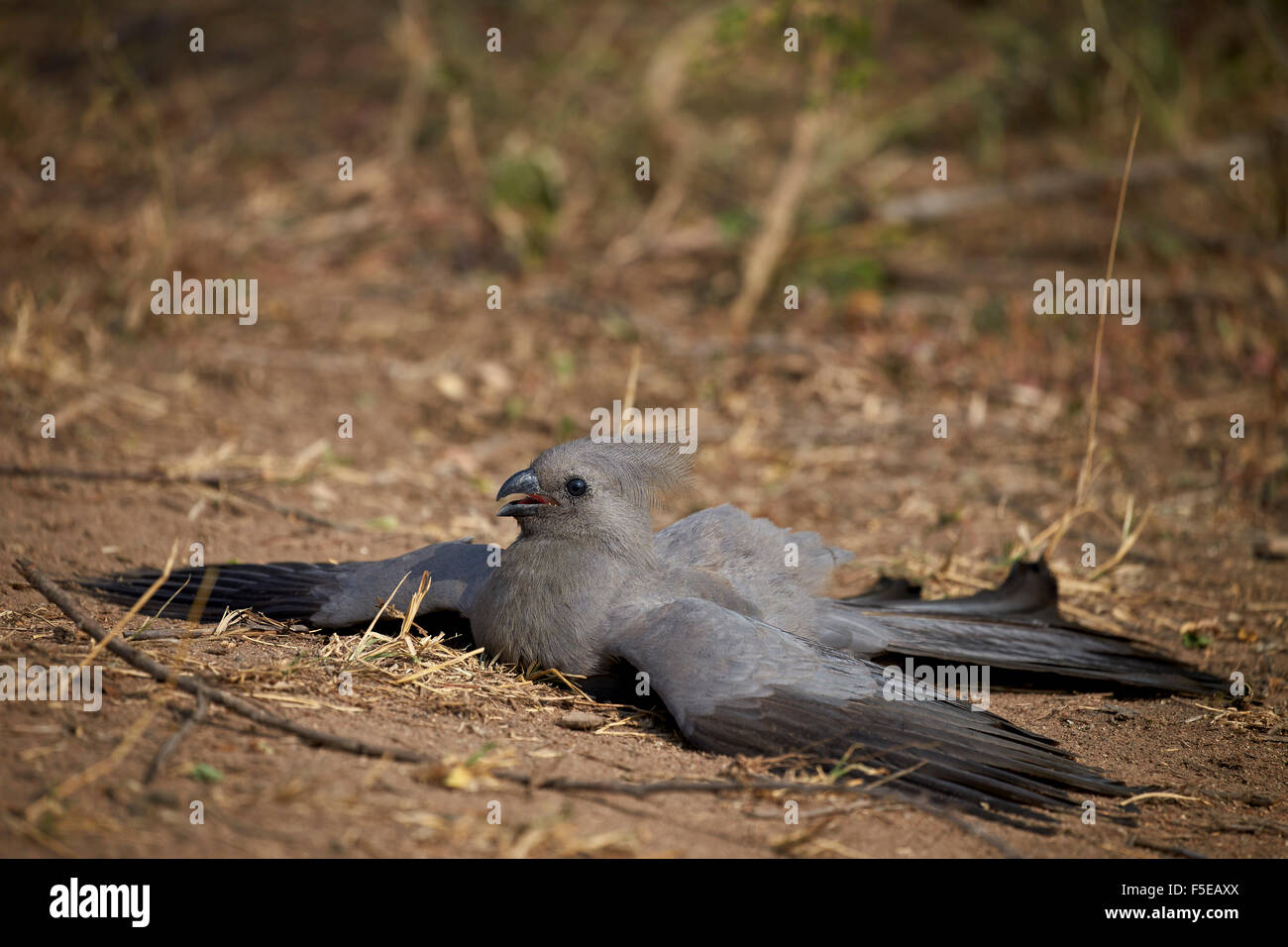 Graue Lourie (Go-away Vogel) (Corythaixoides Concolor), Krüger Nationalpark, Südafrika, Afrika Stockfoto