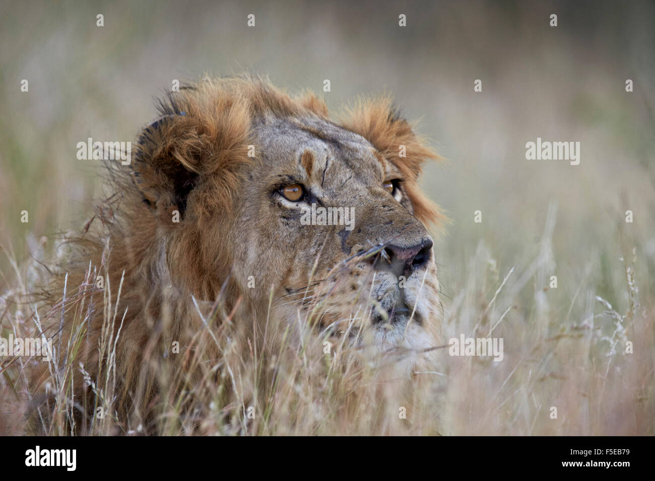 Löwe (Panthera Leo), Krüger Nationalpark, Südafrika, Afrika Stockfoto