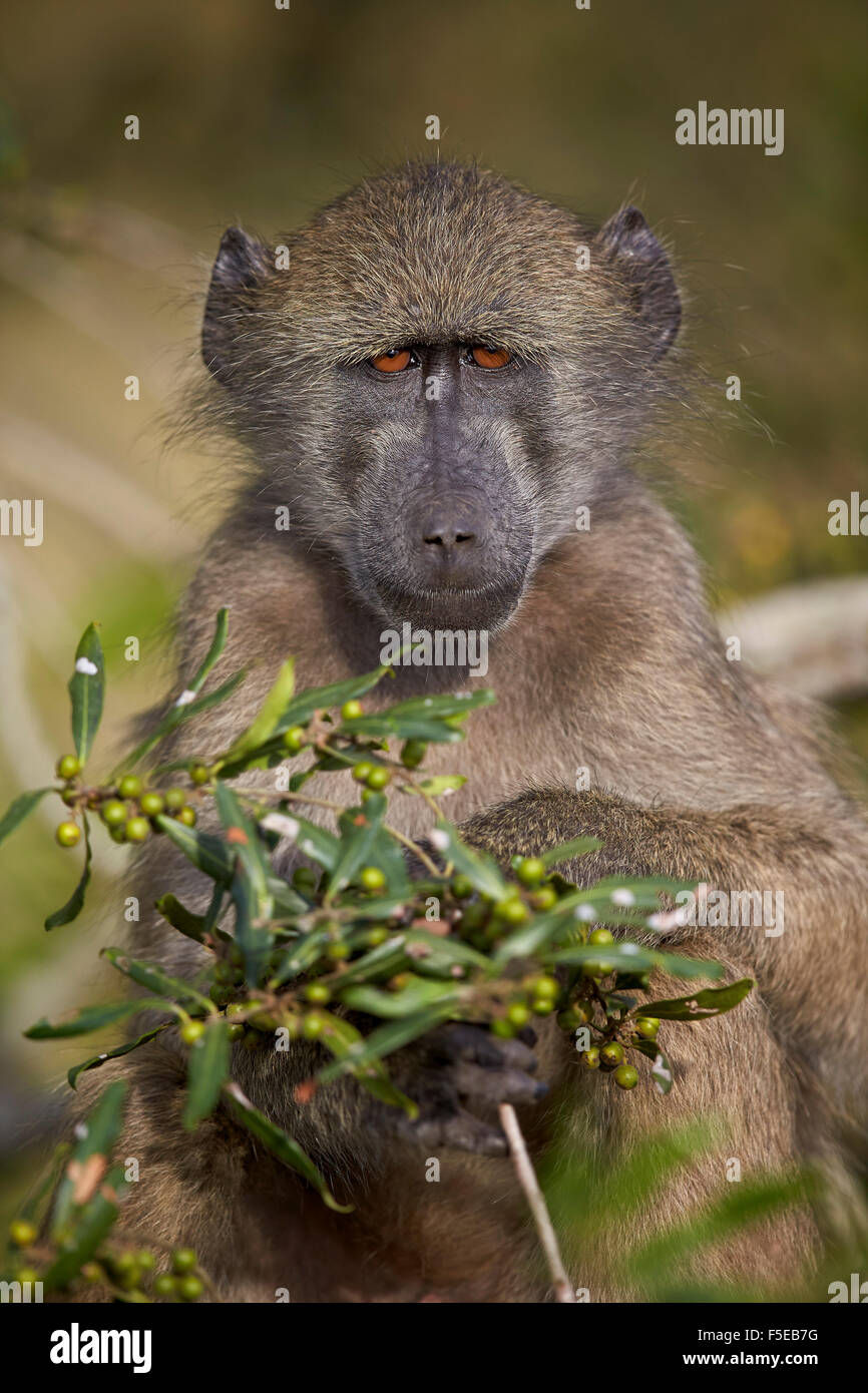 Chacma baboon (Papio ursinus), Krüger Nationalpark, Südafrika, Afrika Stockfoto