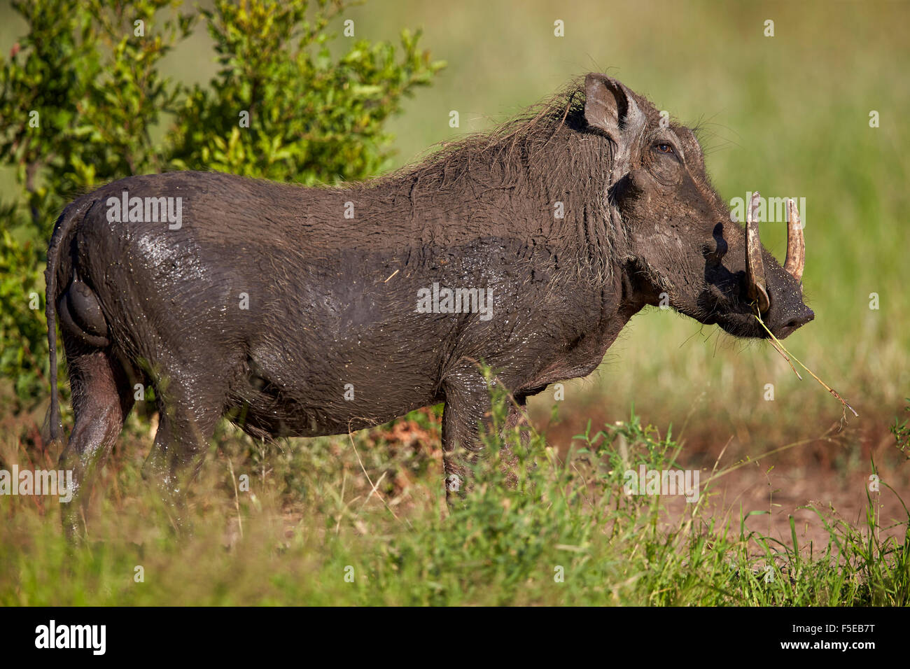 Warzenschwein (Phacochoerus Aethiopicus) männlich, Krüger Nationalpark, Südafrika, Afrika Stockfoto