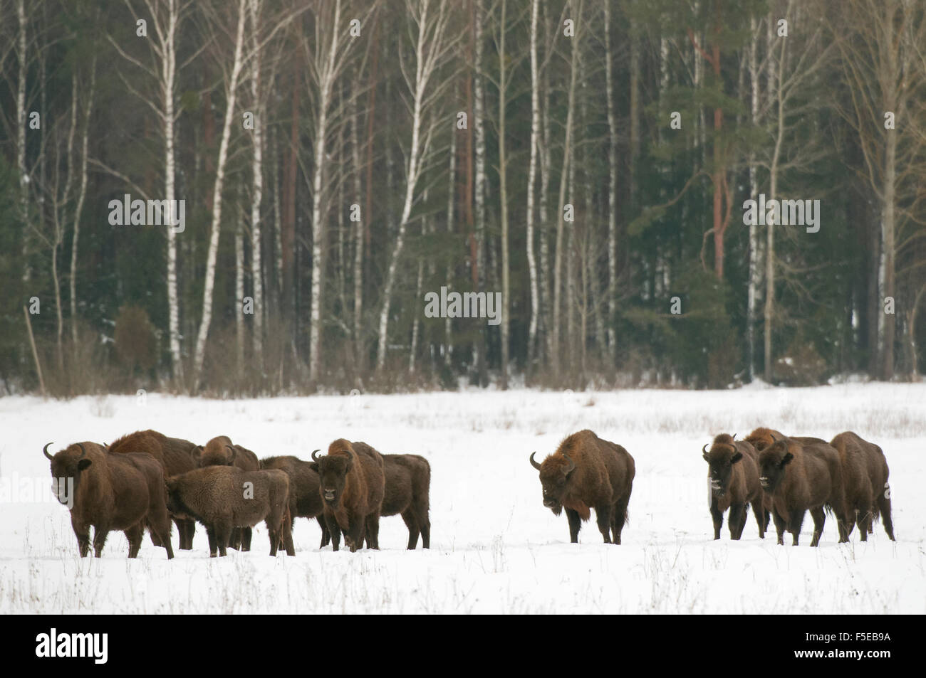 Europäische Bison Herde gehen auf Schnee bedeckt Feld im Februar, Bialowieza Nationalpark, Woiwodschaft Podlachien, Polen Stockfoto