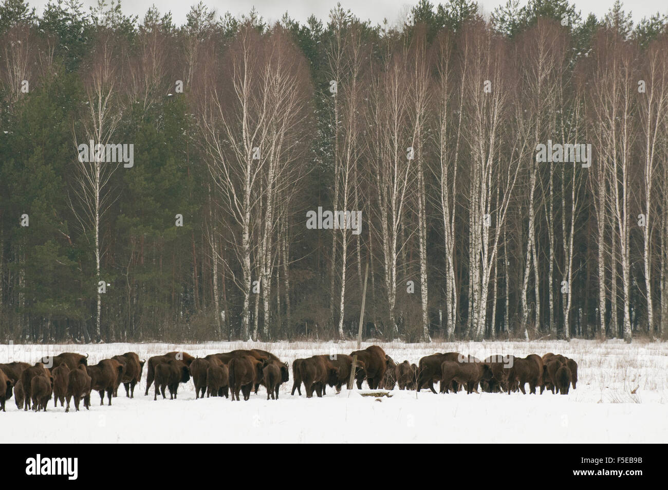 Europäische Bison Herde gehen auf Schnee bedeckt Feld im Februar, Bialowieza Nationalpark, Woiwodschaft Podlachien, Polen Stockfoto