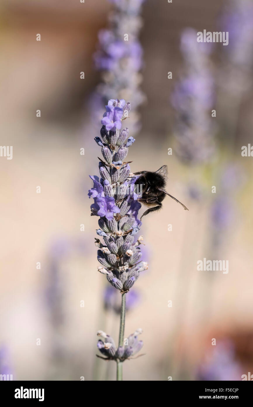 Eine Biene auf englischer Lavendel Lavandula Angustifolia Vera Stockfoto