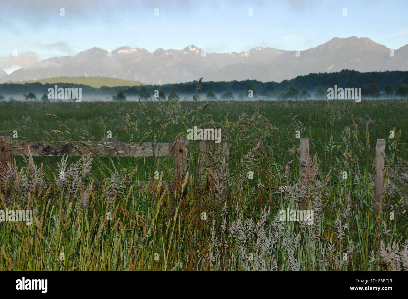 Weide-Felder, Manapouri, Südinsel, Neuseeland Stockfoto