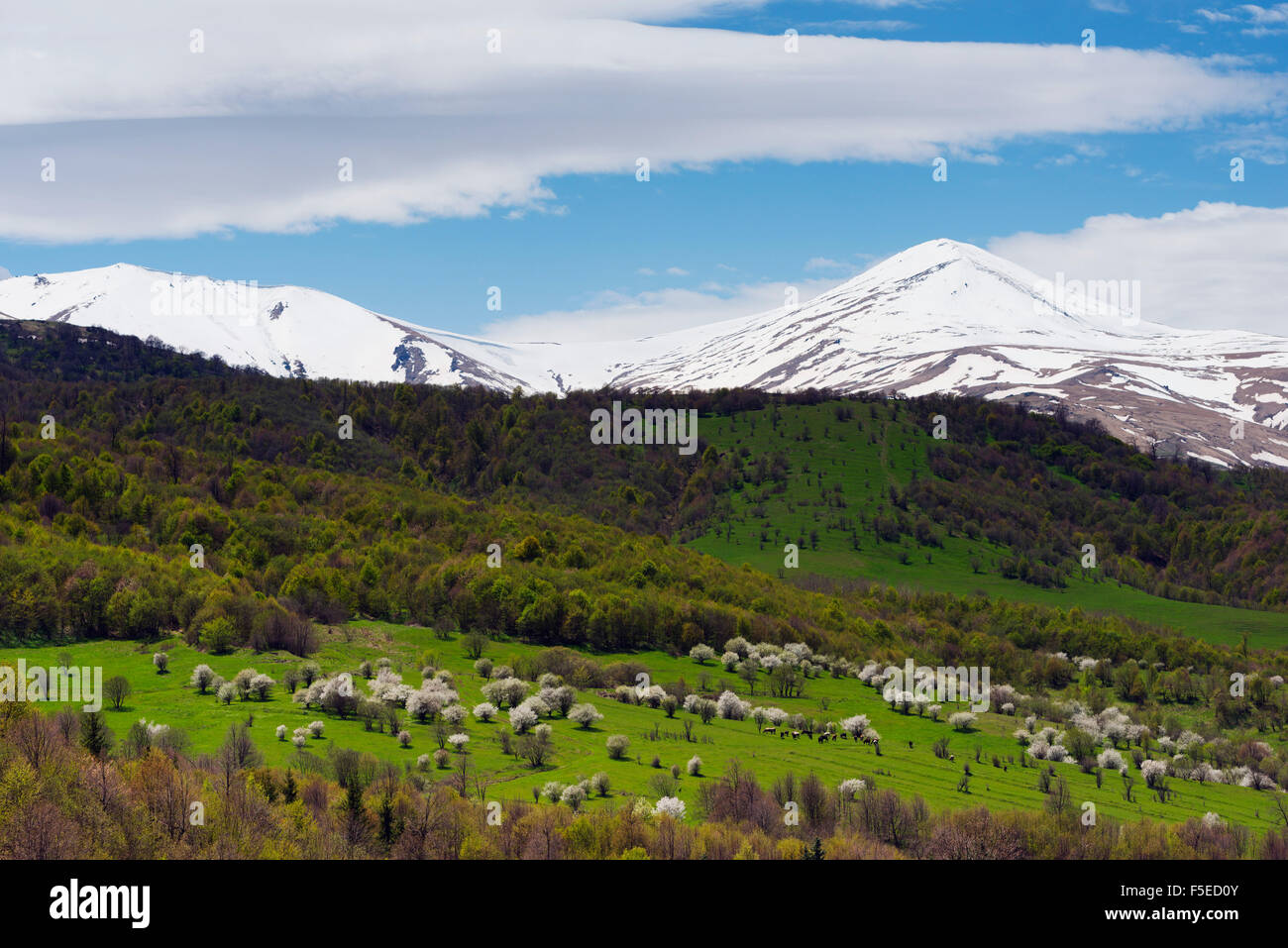 Ländliche Landschaft, Berg Cherry Blossom, Lori Provinz, Armenien, Kaukasus, Zentralasien, Asien Stockfoto