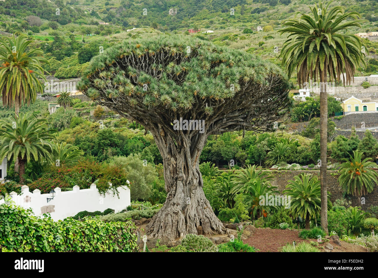 El Drago Milenario (tausend Jahre alten Drachenbaum), Icod de Los Vinos, Teneriffa, Kanarische Inseln, Spanien, Europa Stockfoto