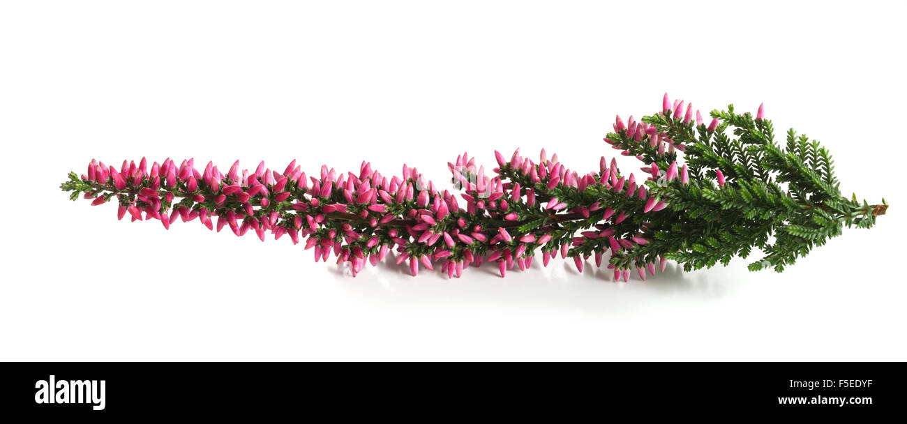 Calluna-Zweig mit Blüten isoliert auf weiss Stockfoto