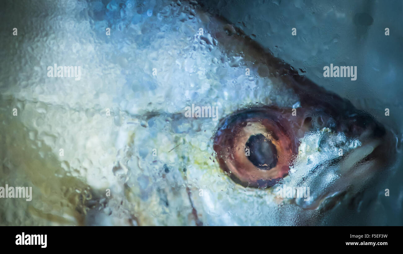Nahaufnahme eines gefrorenen Fisch-Kopf Stockfoto