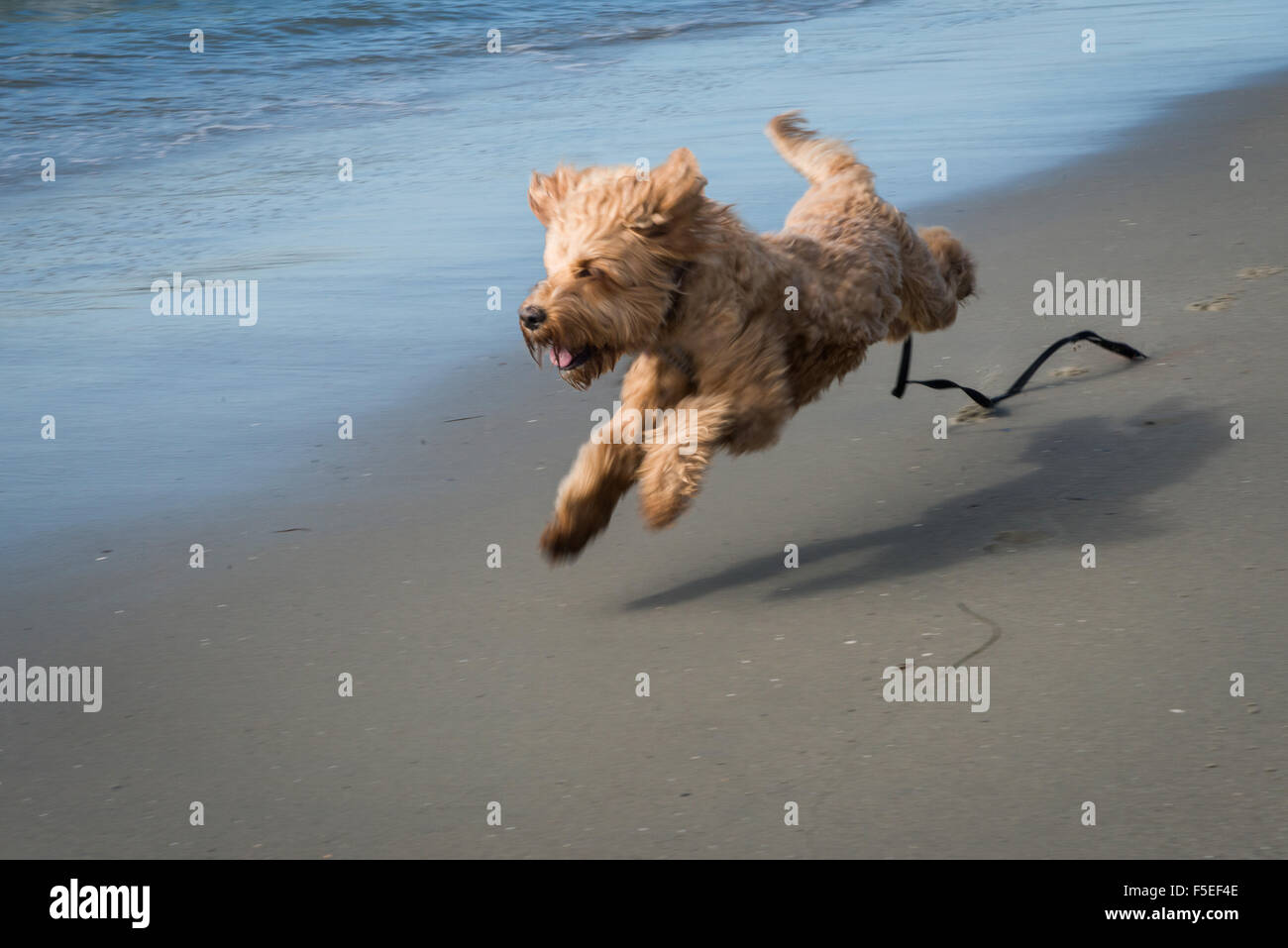 Irish Terrier Hund entlang des Strandes Stockfoto