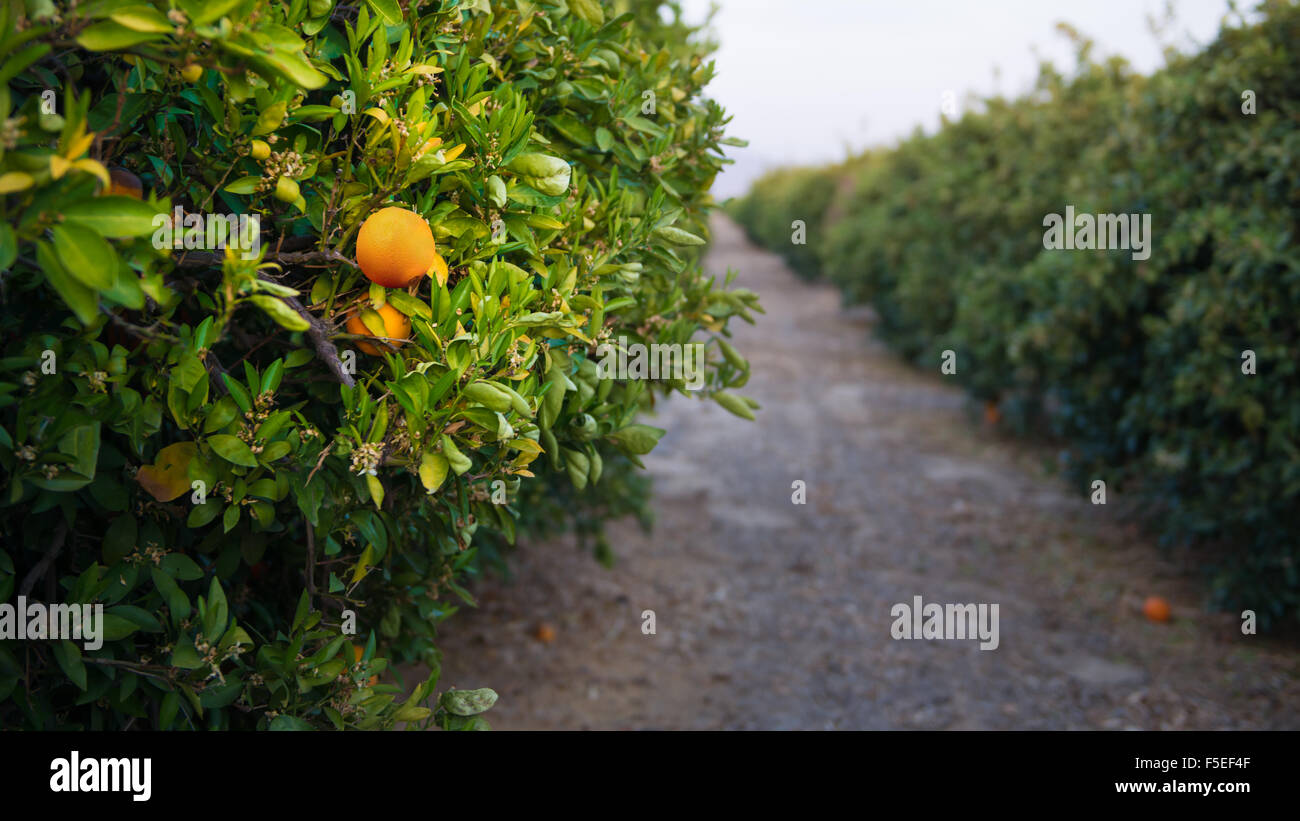 Orangenhain in der Nähe von Bakersfield, Kalifornien, USA Stockfoto
