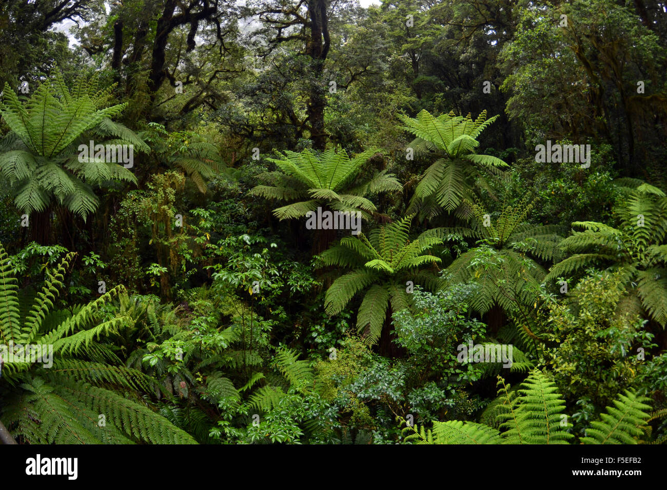 Farn Wald bei "The Chasm", Milford Sound, Fiordland-Nationalpark, Südinsel, Neuseeland Stockfoto
