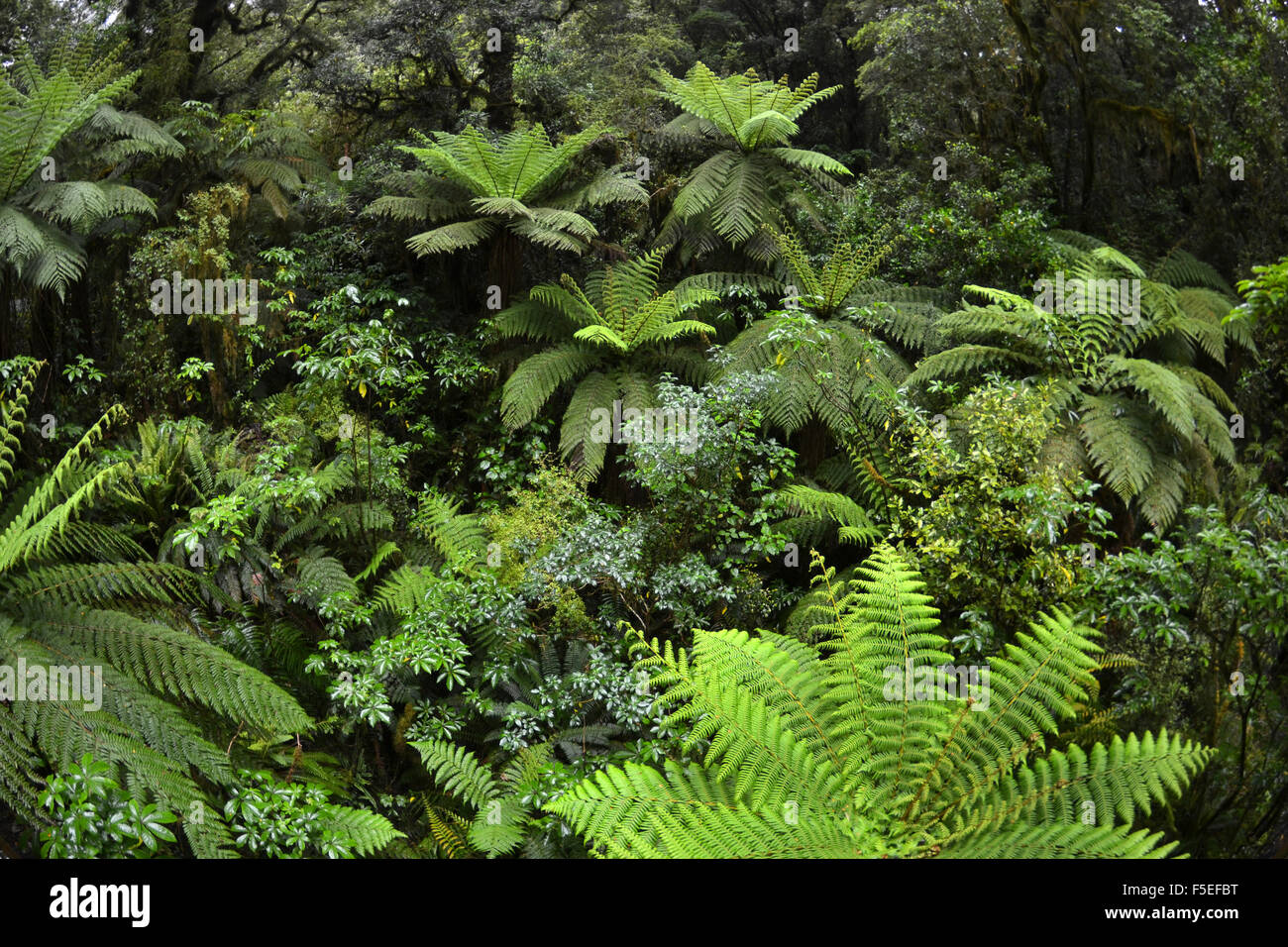 Farn Wald bei "The Chasm", Milford Sound, Fiordland-Nationalpark, Südinsel, Neuseeland Stockfoto