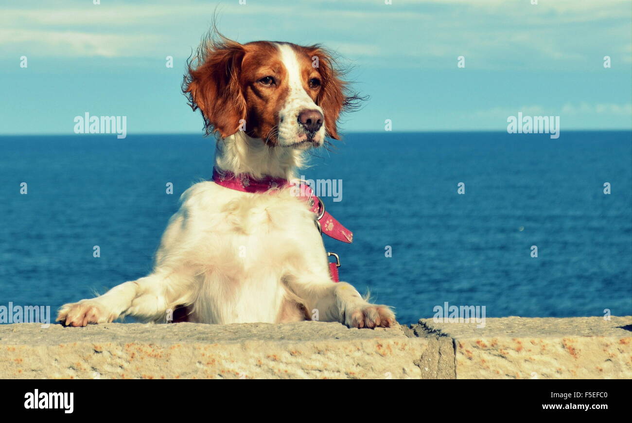 Hund stehen auf Hinterbeinen mit Pfoten an einer Wand Stockfoto