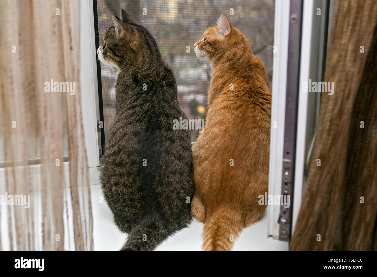 Grau und rote gestreifte Katzen auf der Fensterbank sitzen, aus dem Fenster schauen Stockfoto