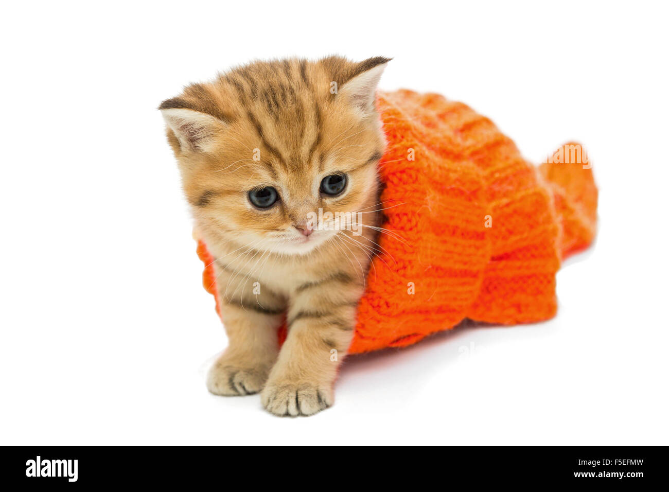 orange cat sweater