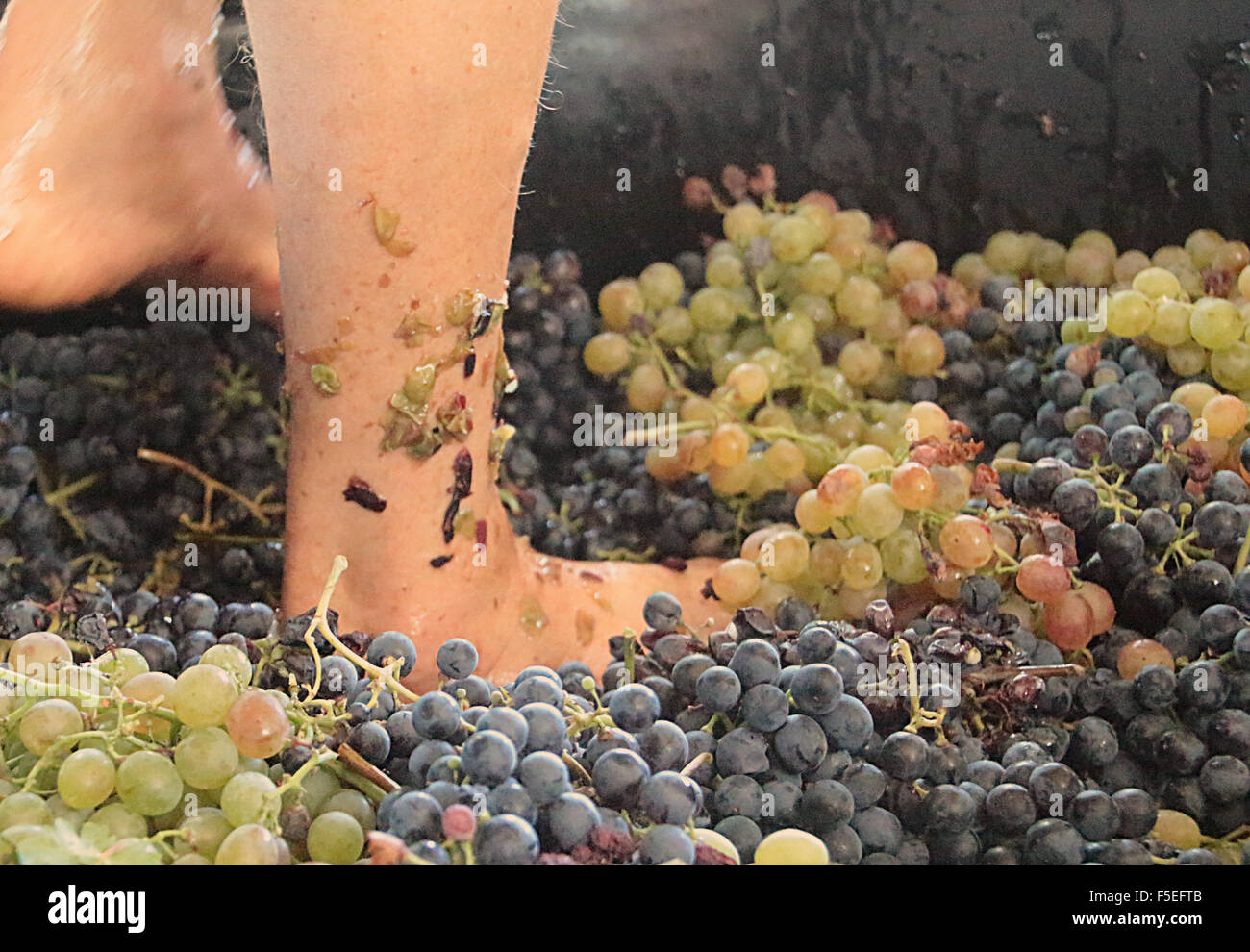 Füße Quetschen der Trauben im Weinberg Stockfotografie - Alamy