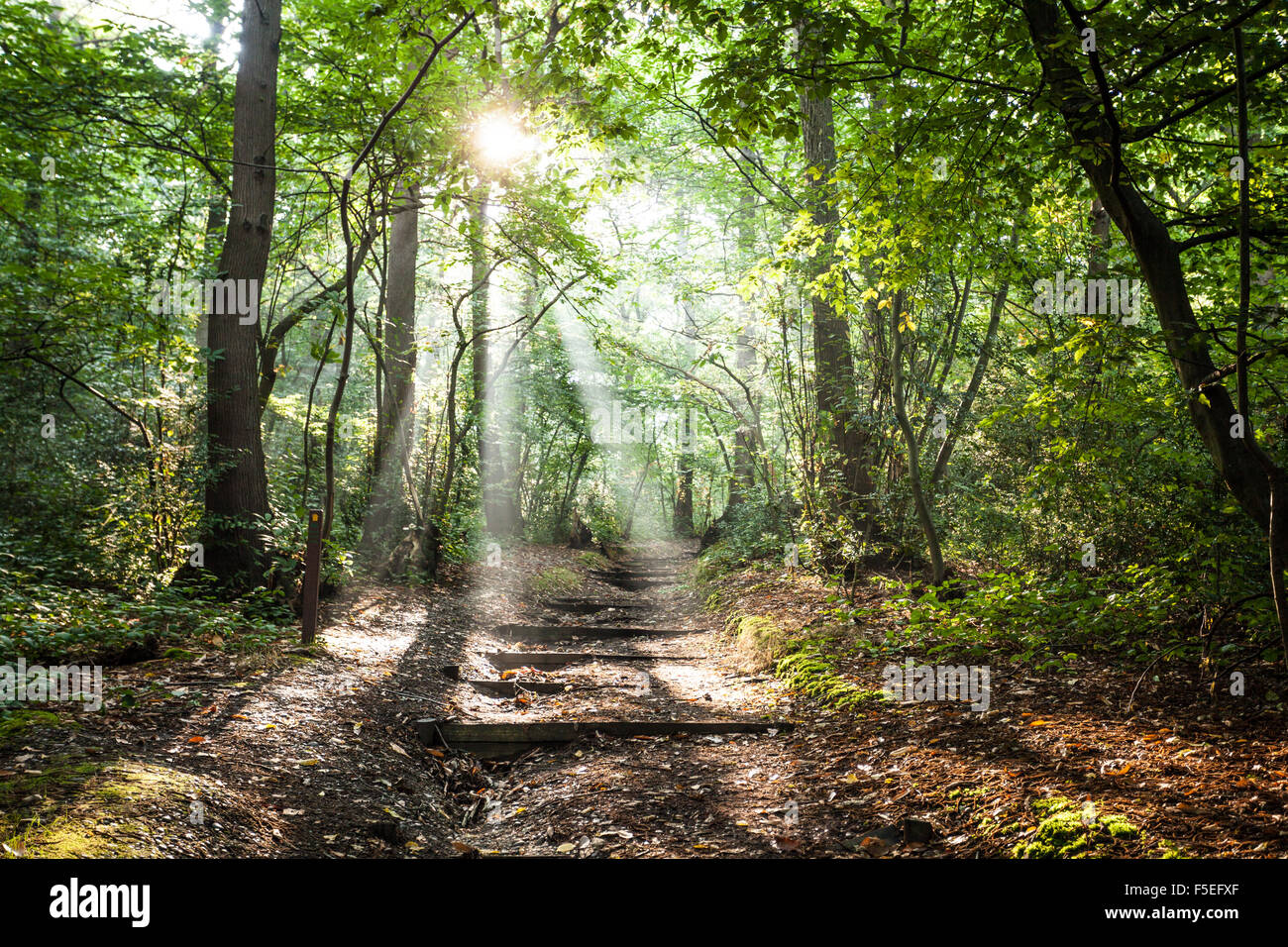 Sonne scheint durch Bäume, Abteiwald, England, Vereinigtes Königreich Stockfoto