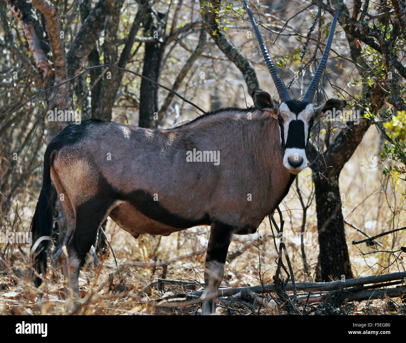 Oryx (Oryx Gazella), Südafrika Stockfoto