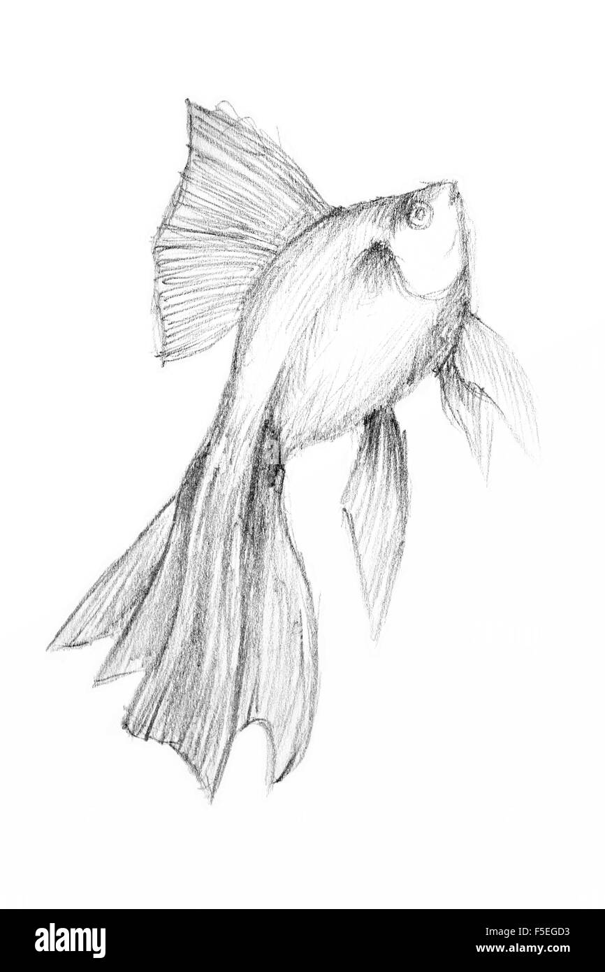 Bleistiftzeichnung von den Fischen auf dem weißen Papier. Original Bleistift oder Zeichnung Kohle und handgezeichneten Malerei. Stockfoto