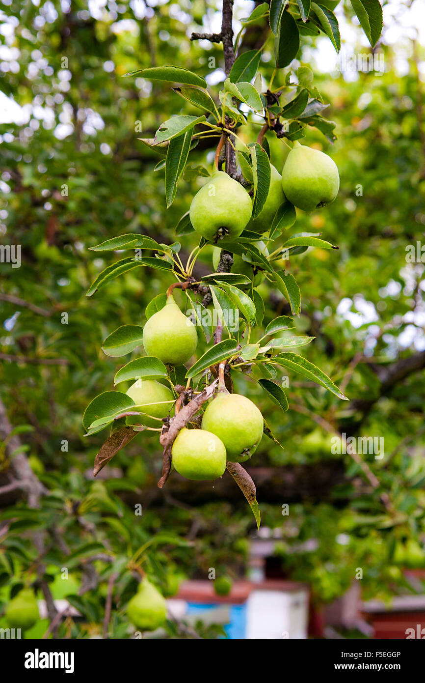 Zweig mit reifen saftigen Birnen. Birnbaum. Birnen und Blätter. Stockfoto