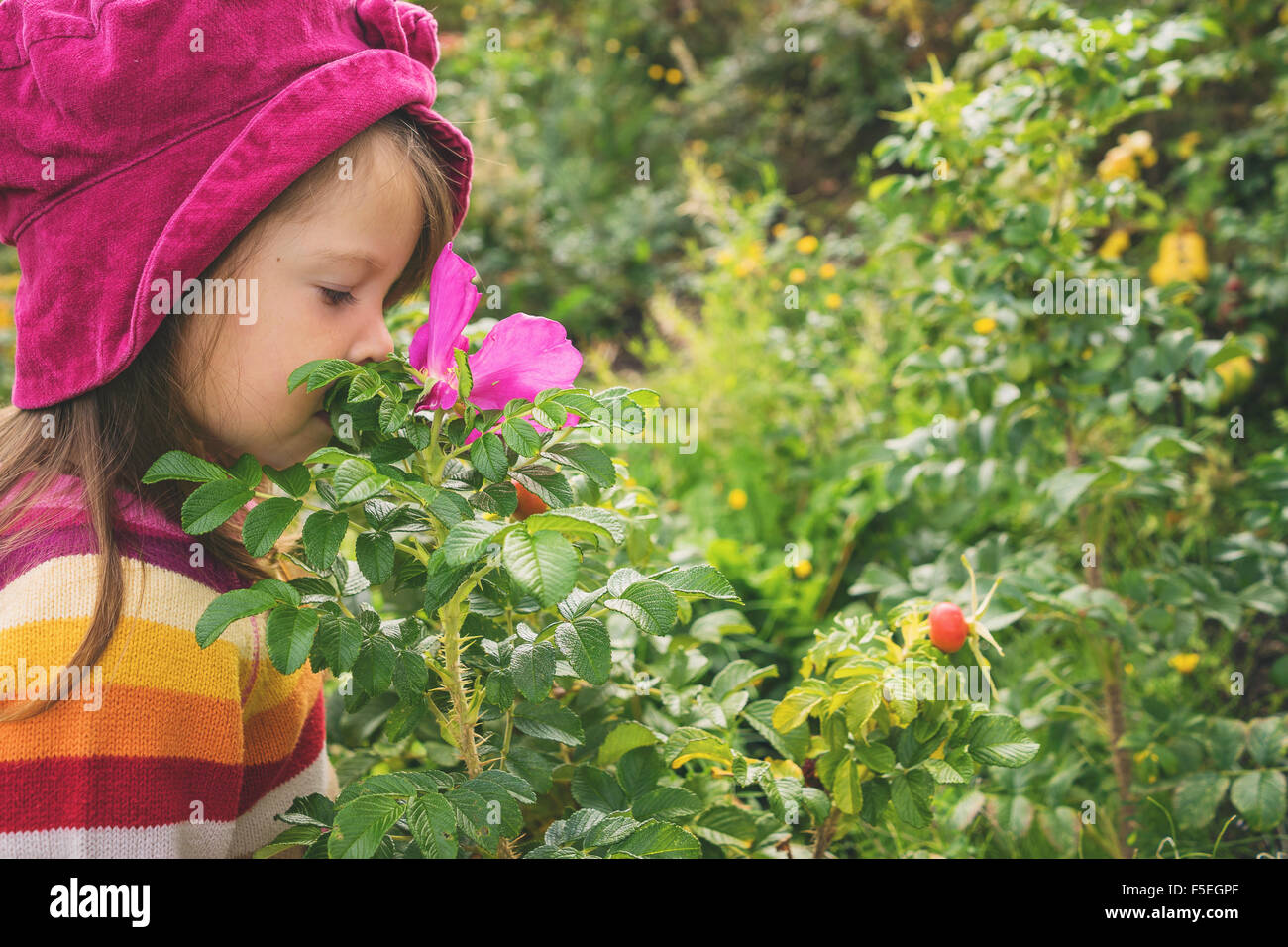 Mädchen duftenden Hagebutte Blume Stockfoto