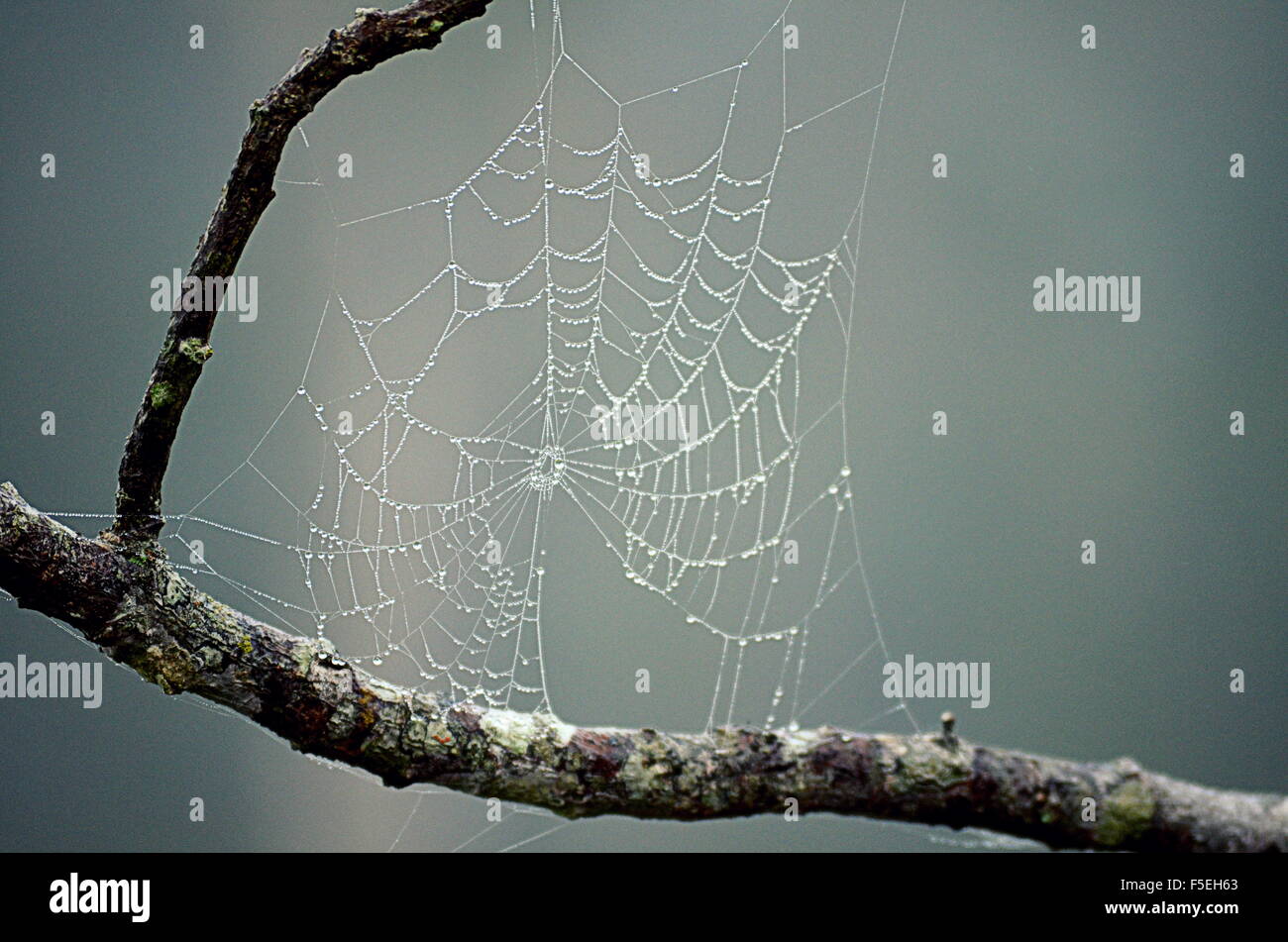 Nahaufnahme von einem Spinnennetz auf einem Ast in Tau bedeckt Stockfoto