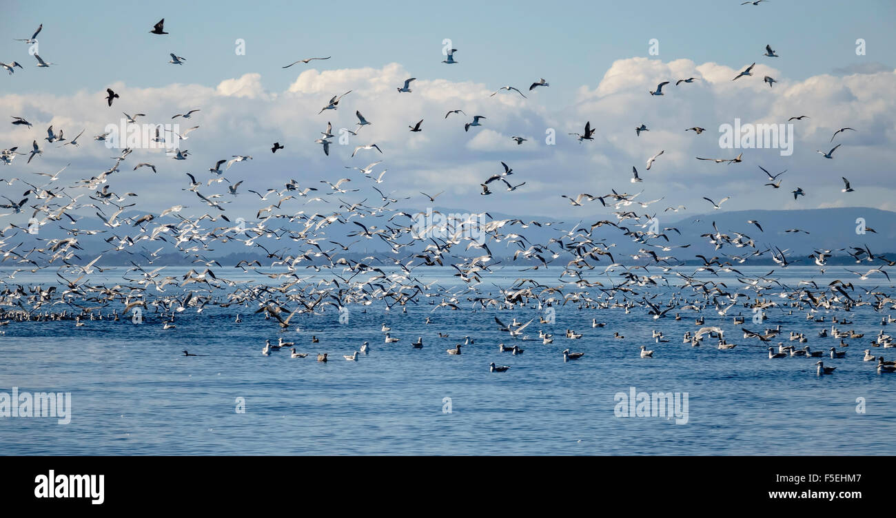 Möwen und andere Vögel fliegen über Meer, Puget Sound, Washington, USA Stockfoto