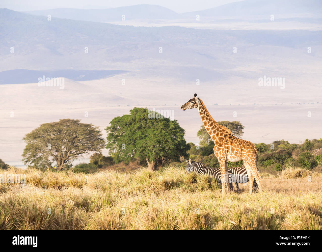 Giraffen und Zebras am Rand des Ngorongoro Crater in Tansania, Afrika, bei Sonnenuntergang. Stockfoto