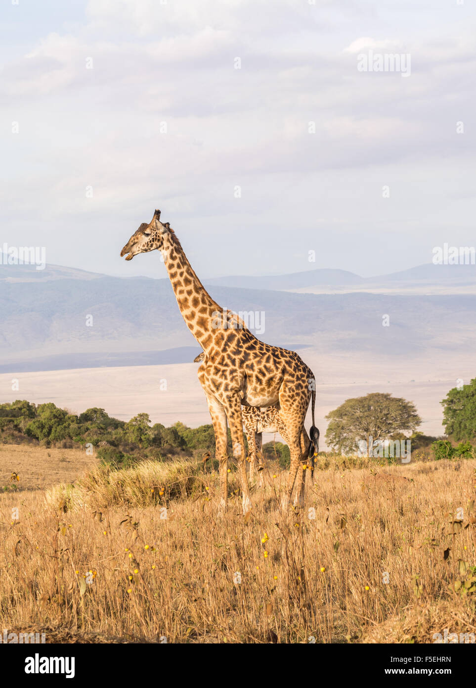 Giraffe am Rand des Ngorongoro Crater in Tansania, Afrika, bei Sonnenuntergang. Stockfoto