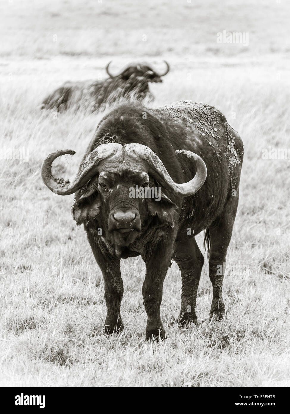 Afrikanischer Büffel (Syncerus Caffer Caffer) in Ngorongoro Crater in Tansania, Afrika. Sepia-Effekt. Stockfoto