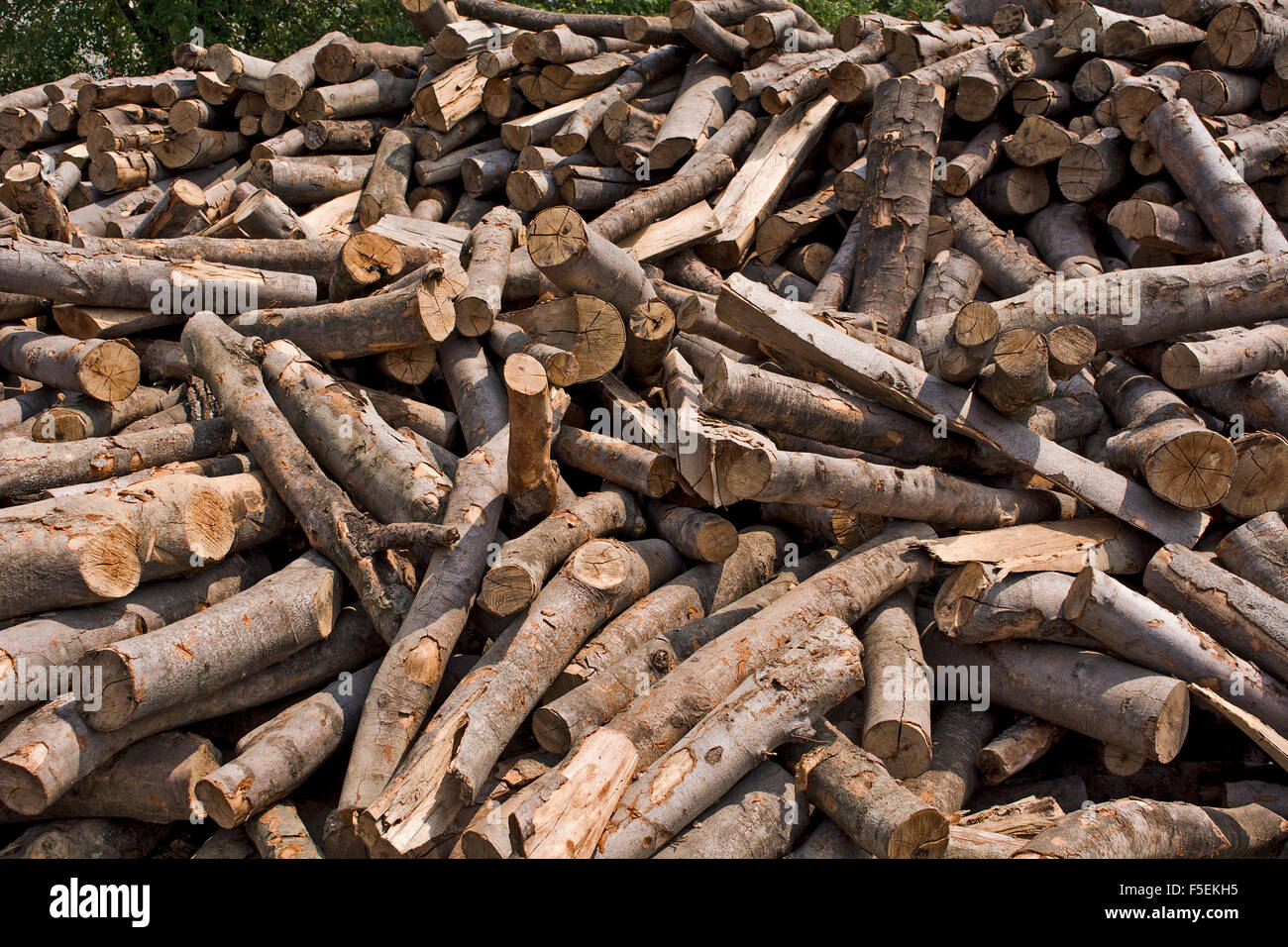 Holzschnitt auf dem Betriebshof des Protokolls und zum Verkauf bereit. Stockfoto
