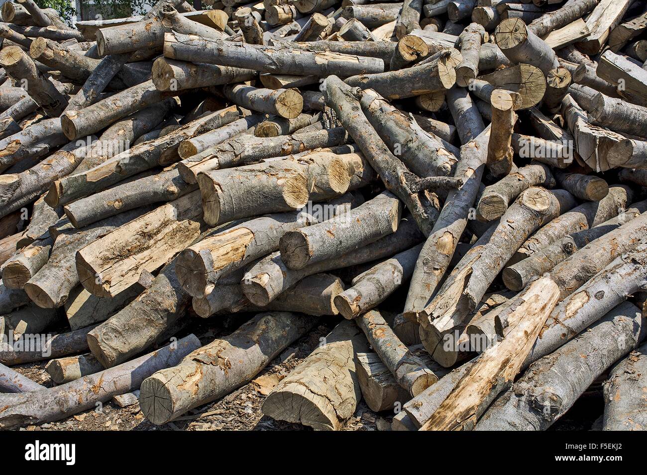 Holzschnitt auf dem Betriebshof des Protokolls und zum Verkauf bereit. Stockfoto