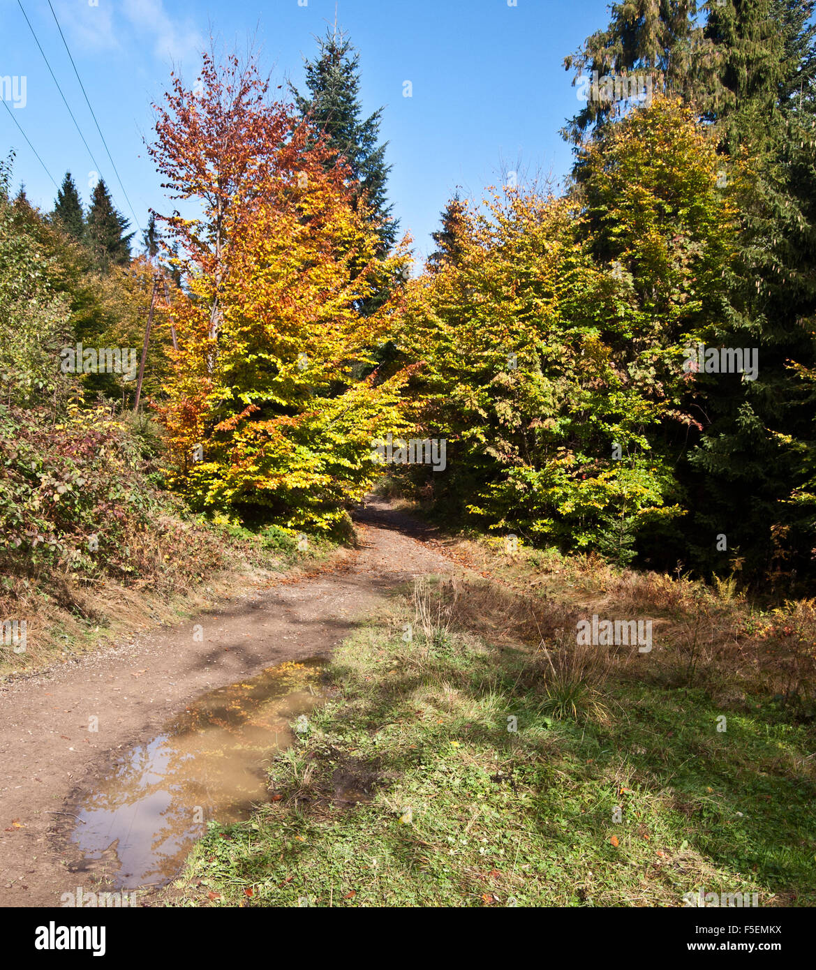 Wanderweg mit bunten Bäumen in der Nähe von Velka Cantoryje Hügel in Beskiden Stockfoto