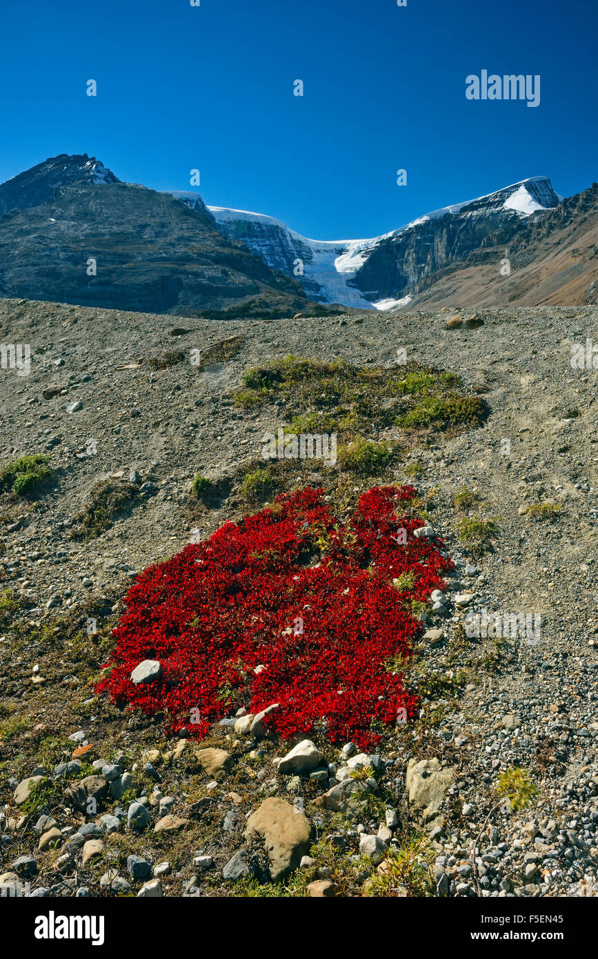 Herbst Bärentraube Kolonien auf steinigen Geschiebemergel mit Athebasca und Snow Dome Gletscher, Jasper Nationalpark, Alberta, Kanada Stockfoto