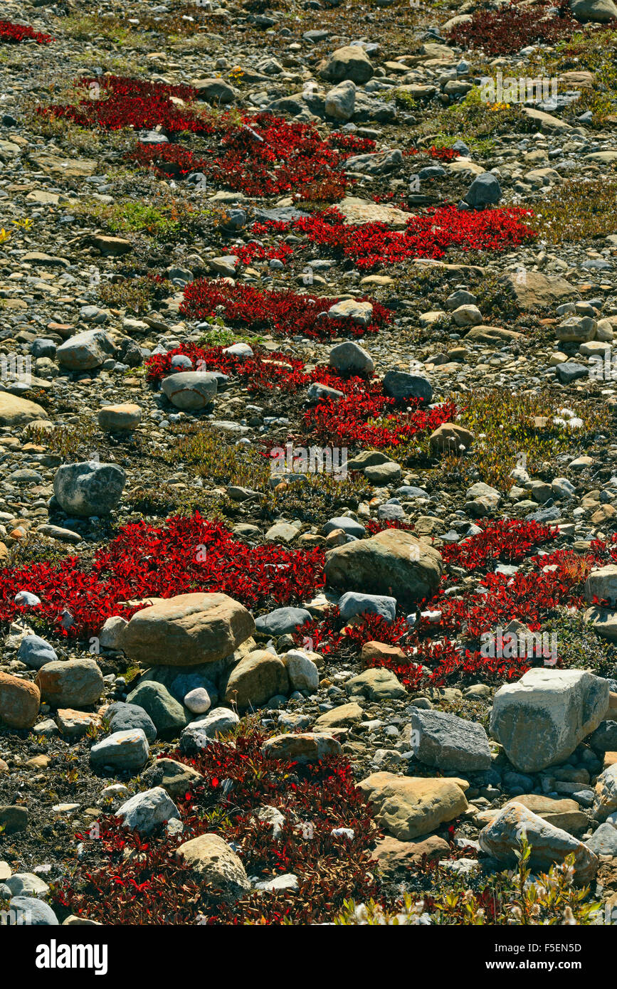 Herbst Bärentraube Kolonien auf steinigen Geschiebemergel, Jasper Nationalpark, Alberta, Kanada Stockfoto