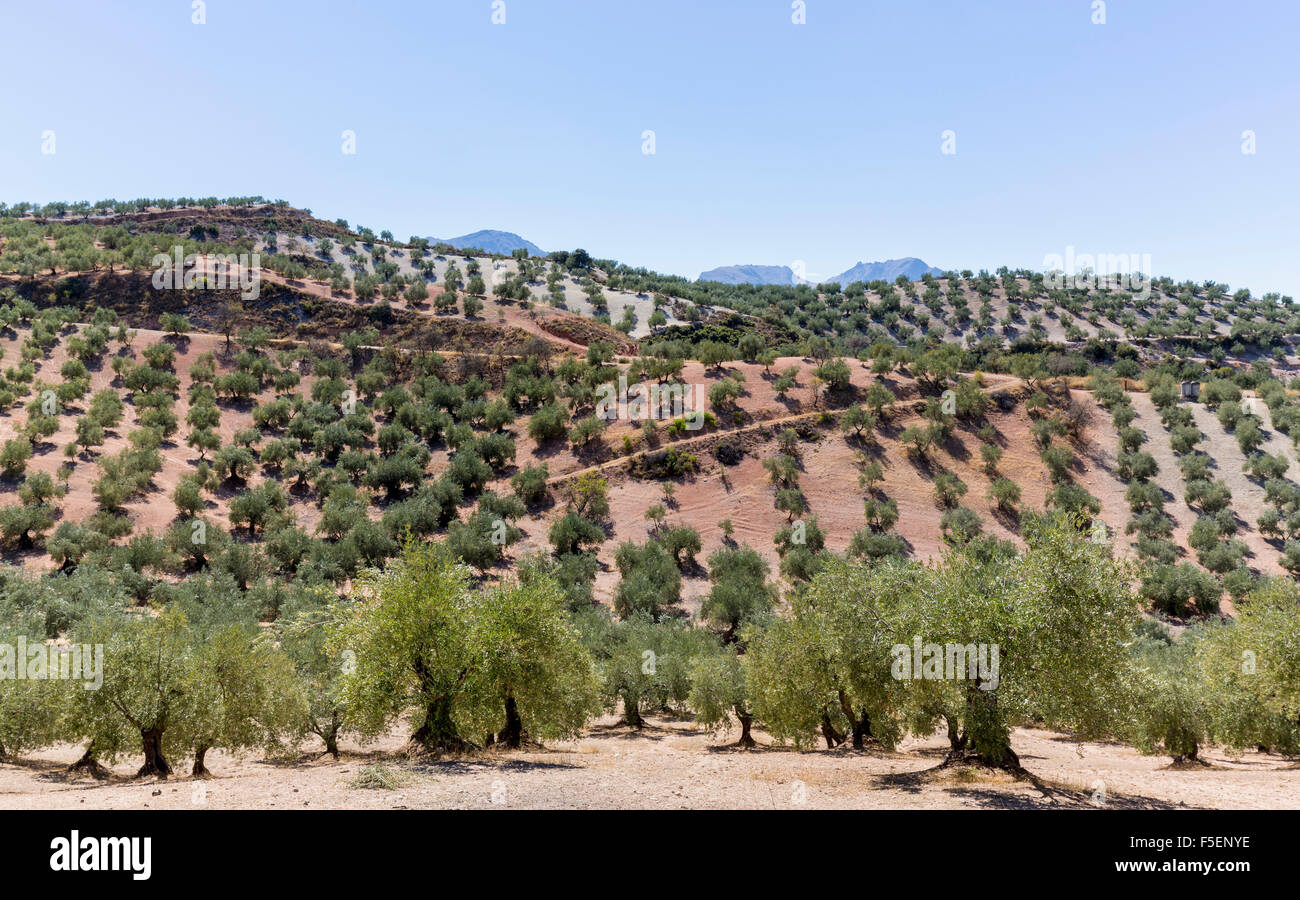 Olivenbäume in die hügelige Landschaft in Andalusien im Süden von Spanien, Europa Stockfoto