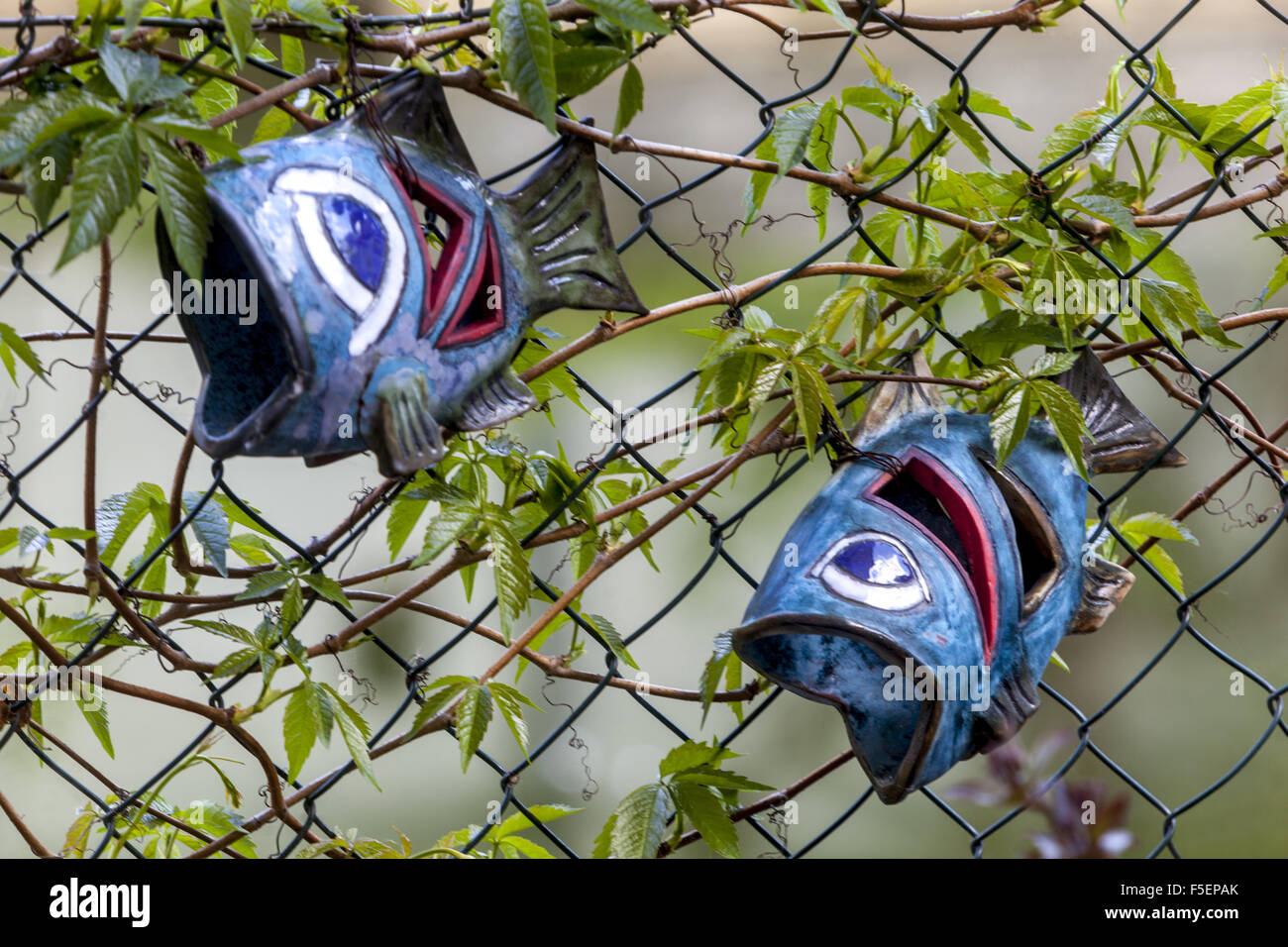 Keramikfisch, der im Gitterzaun der Virginia Creeper-Anlage gefangen wird Stockfoto