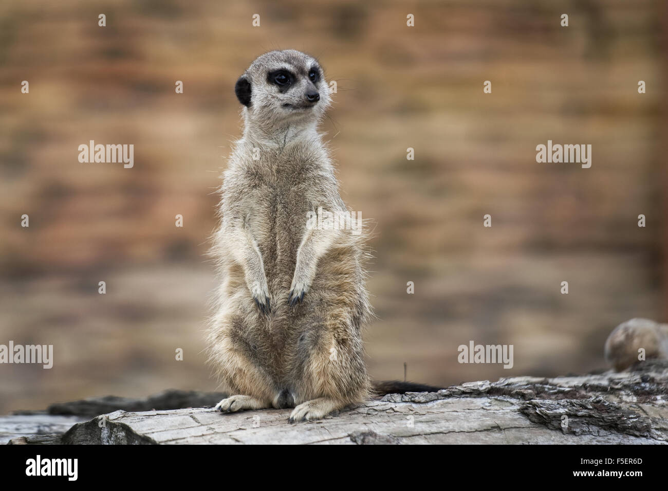 Erdmännchen (Suricata Suricatta) Stockfoto