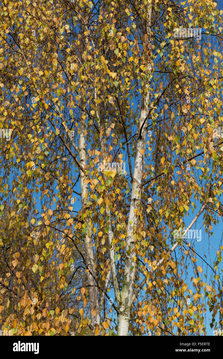 Betula-Pendel. Silber-Birke im Herbst gegen blauen Himmel Stockfoto