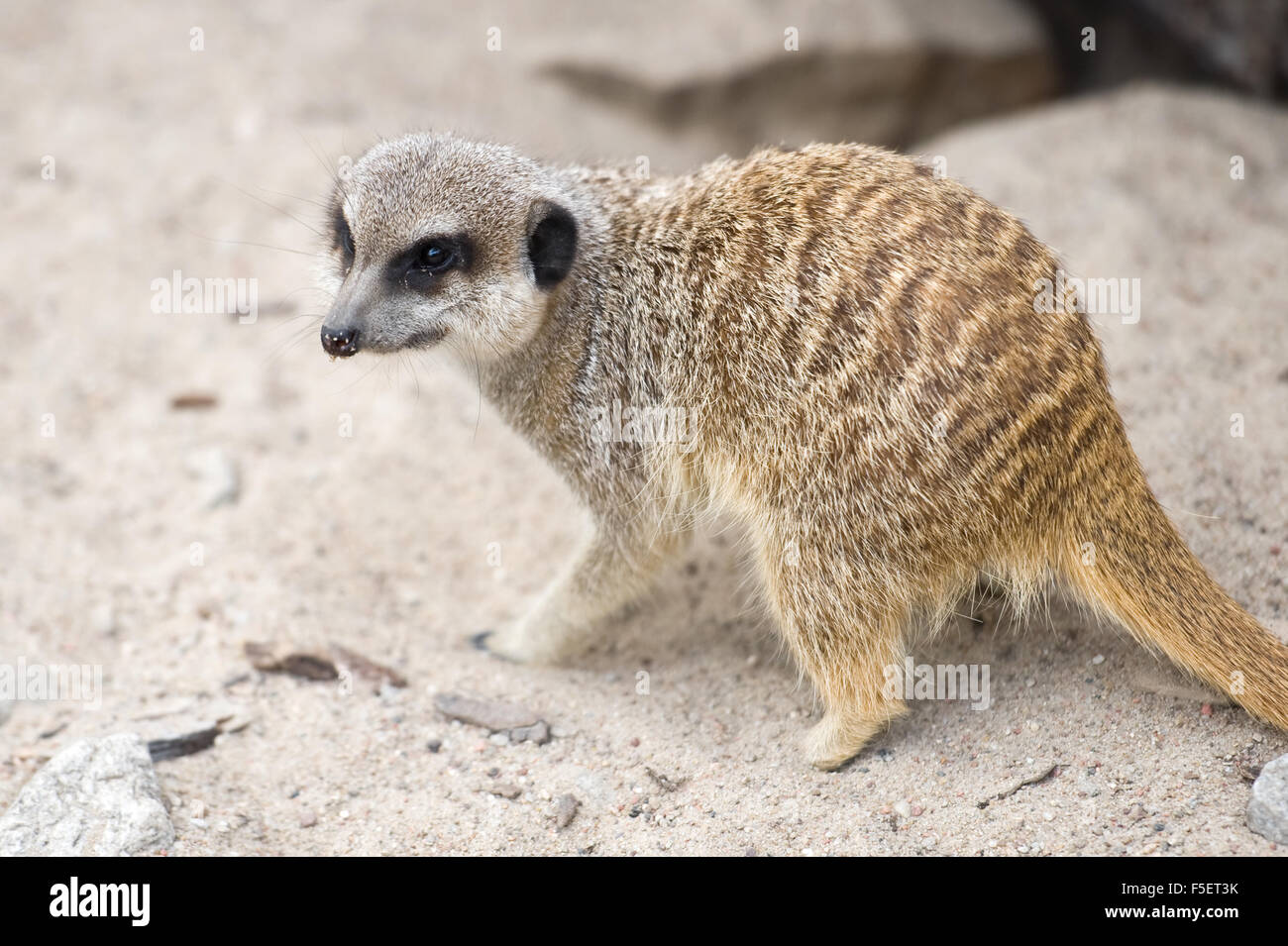 Erdmännchen (Suricata Suricatta) Stockfoto