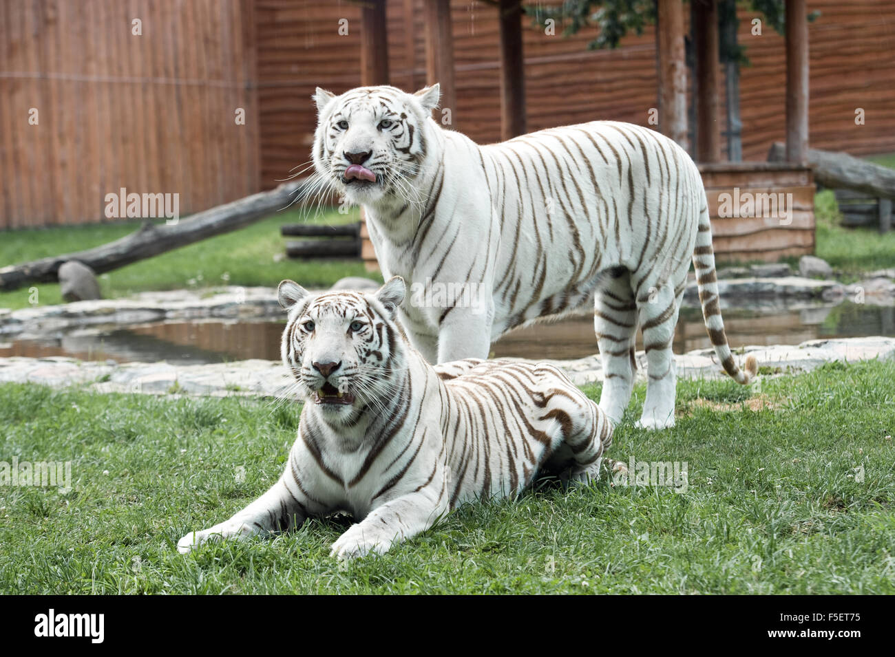 Zwei weiße Bengal Tiger im ZOO Gehäuse abgebildet Stockfoto