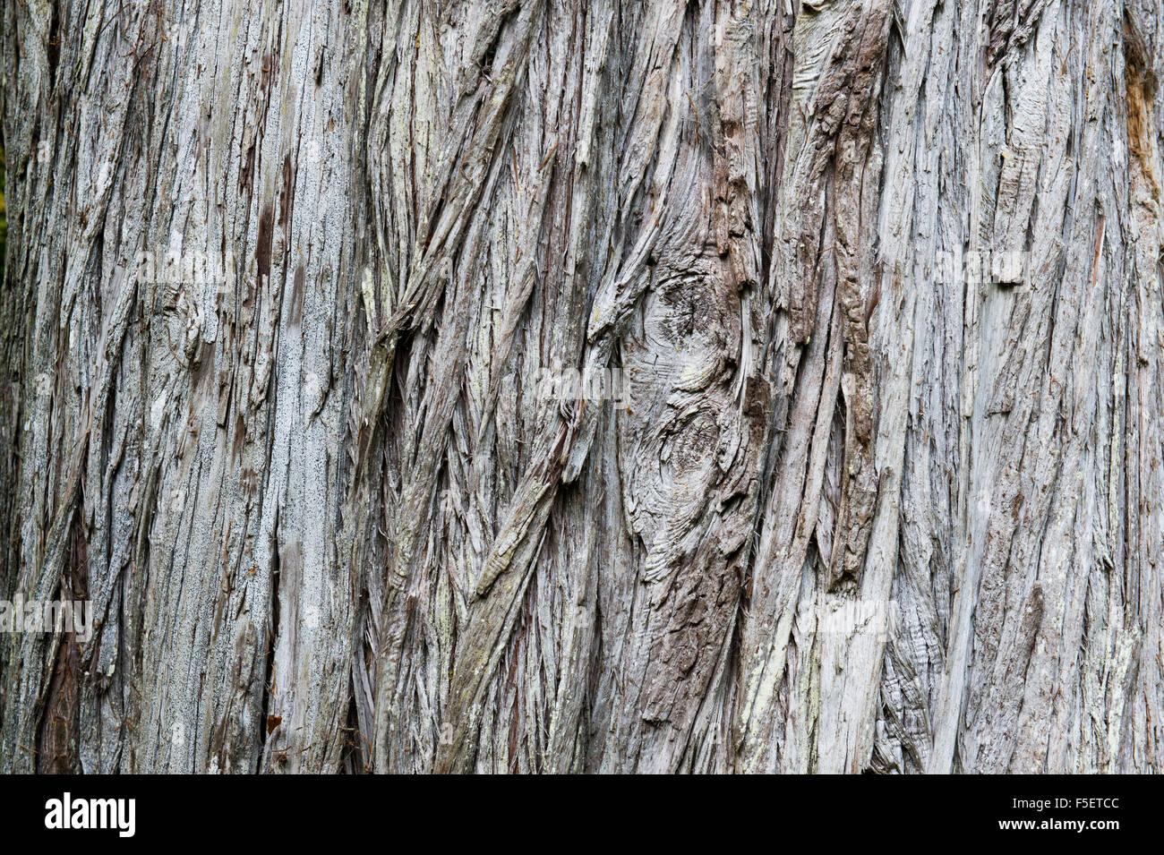 Cupressus macrocarpa. Monterey Zypressen Baumrinde close up Abstract Stockfoto