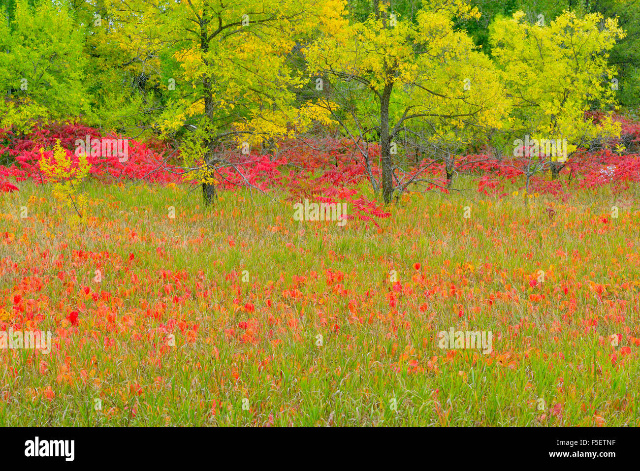 Herbst Sumach mit Poison Ivy und Eschen, Cass Lake, Minnesota, USA Stockfoto