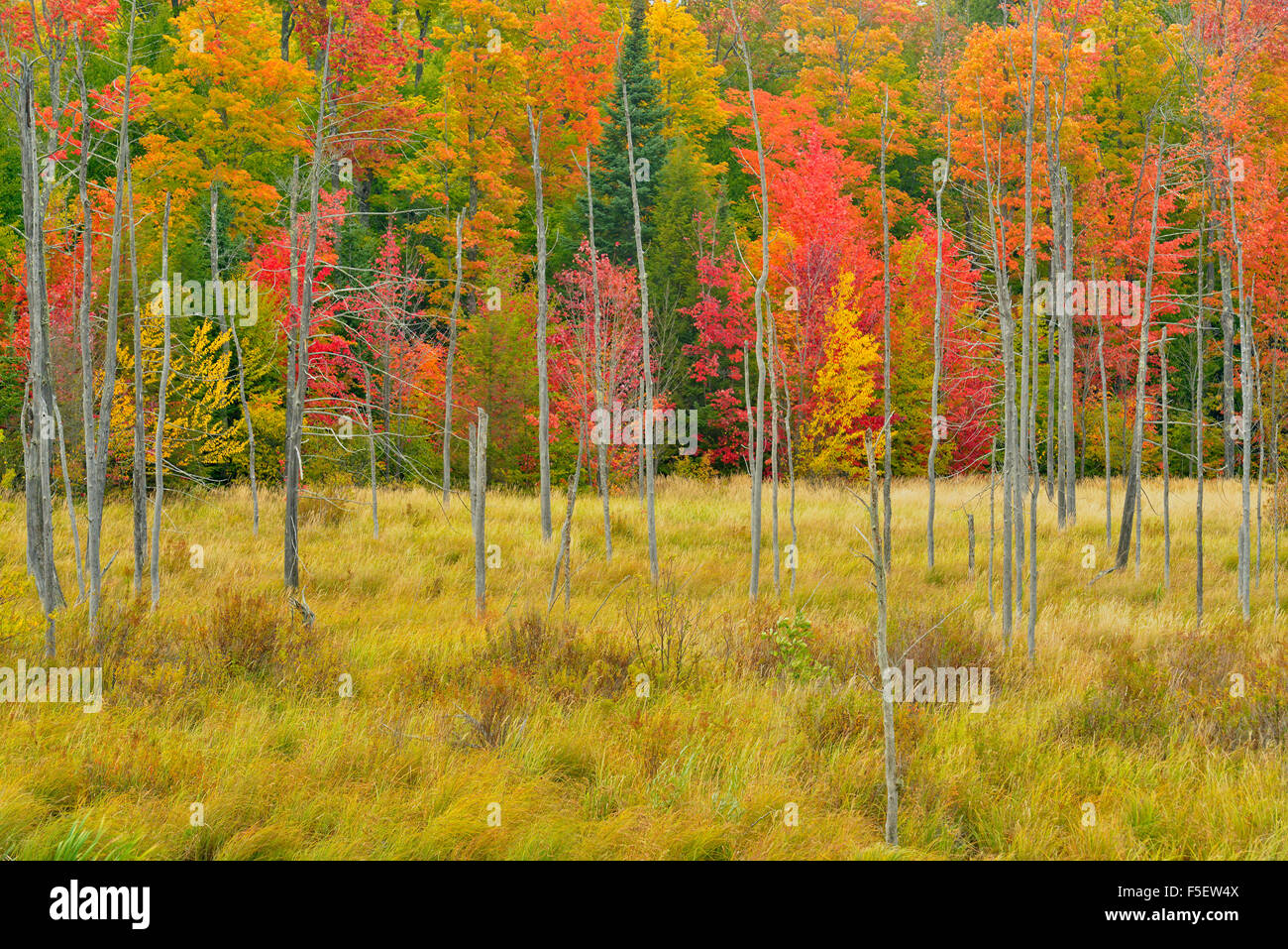 Anfang Herbst Farbe, in der Nähe von Marquette, Michigan, USA Stockfoto
