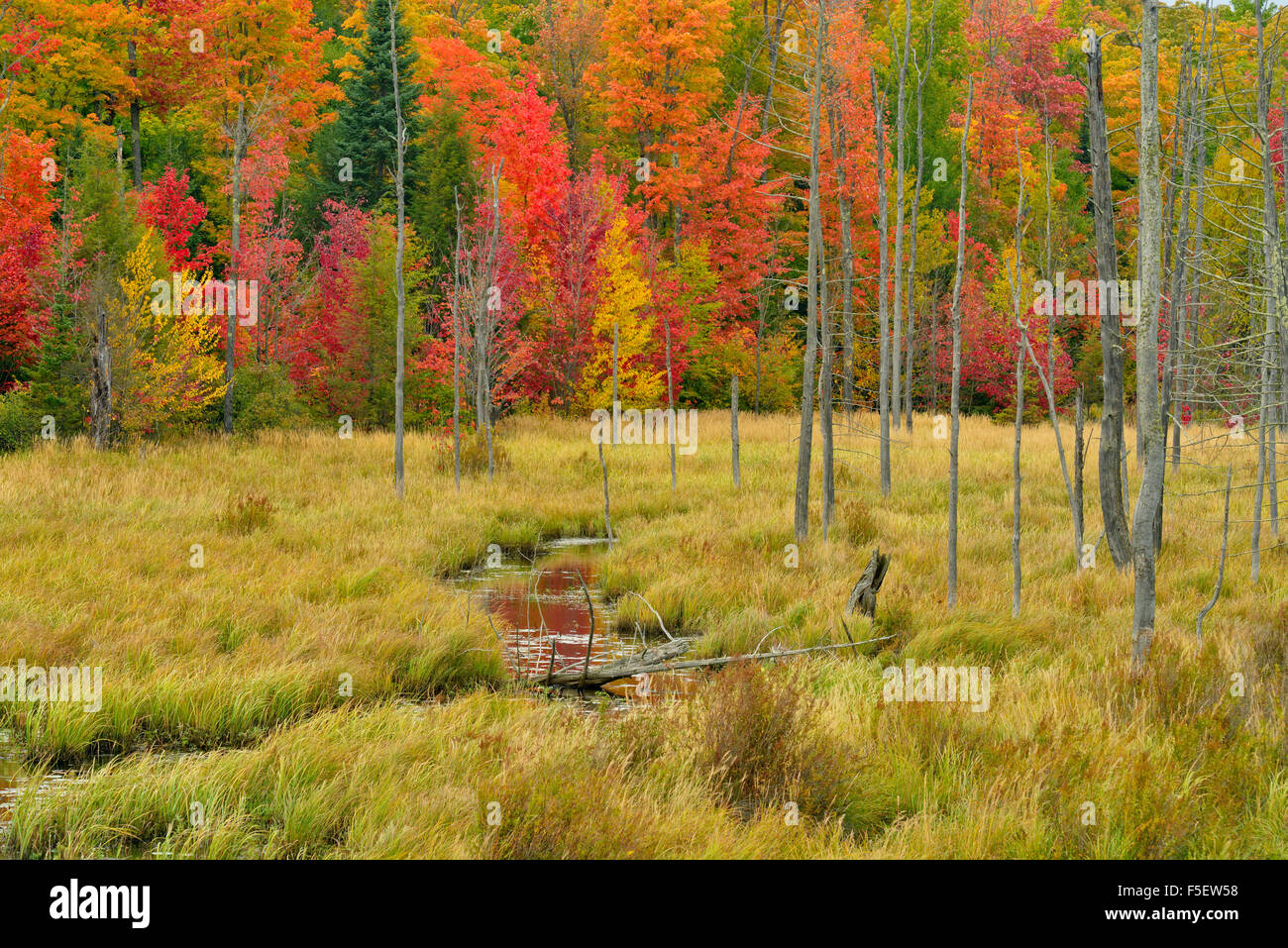 Anfang Herbst Farbe, in der Nähe von Marquette, Michigan, USA Stockfoto