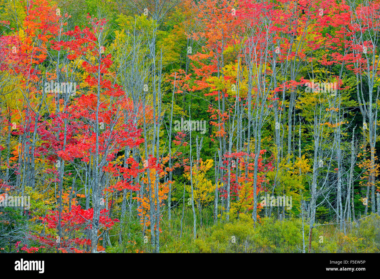 Herbstlaub in einem Feuchtgebiet, Au Zug, Michigan, USA Stockfoto