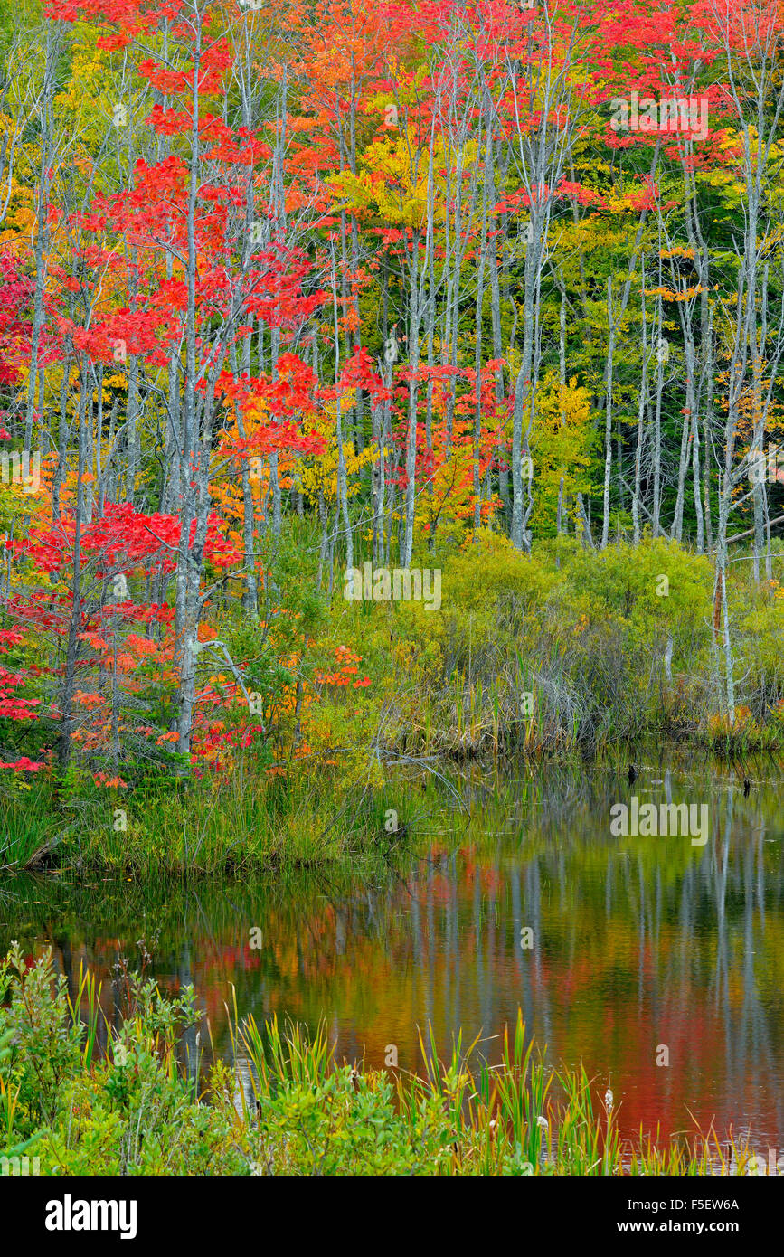 Herbstlaub in einem Feuchtgebiet, Au Zug, Michigan, USA Stockfoto