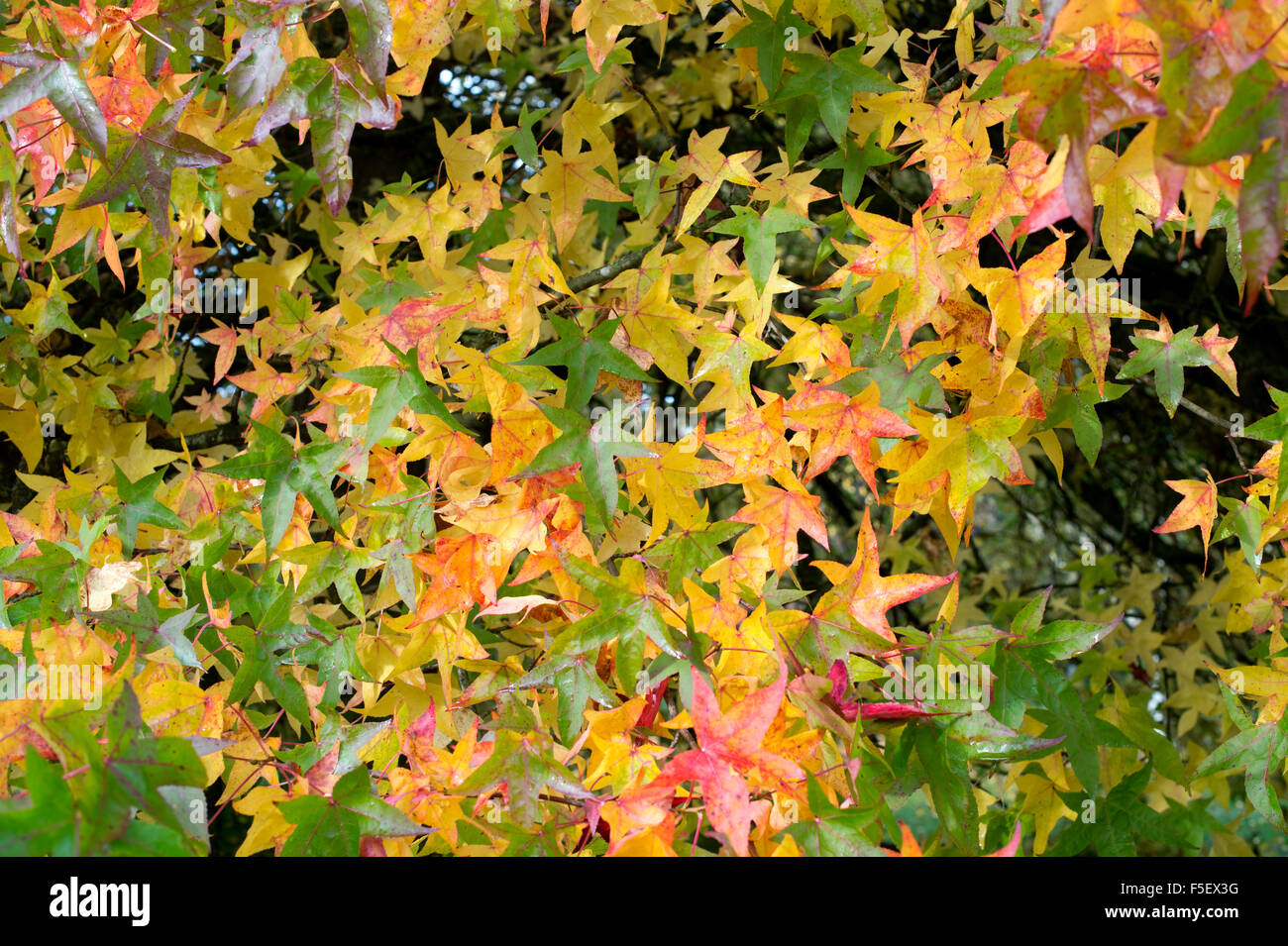 Liquidambar Styraciflua Corky. AmberbaumBaumBlätter im Herbst