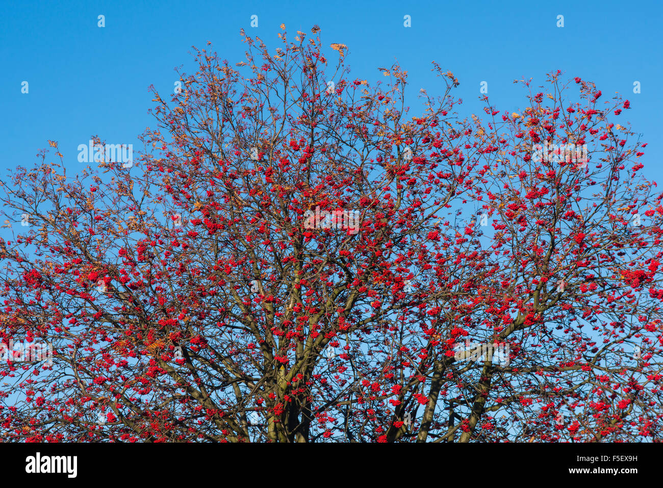 Sorbus, Vogelbeeren auf dem Baum (im Freien) Stockfoto